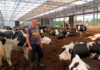 SE NECESITA TRABAJADOR PARA CUIDO DE FINCA GANADERA (PERSONA SOLA O CON FAMILIA), SE OFRECE VIVIENDA Y BUEN SALARIO Trabajador Para Cuido de Finca Ganadera en Costa Rica empleo de peón en Costa Rica Livestock Farm Care Worker