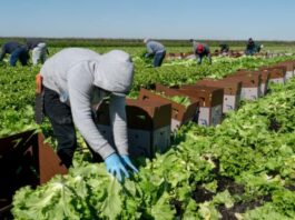 Trabajadores de Campo cosecha de apio lechuga acelga col rizada empleo en Oxnard empleo en California Field Workers Harvest Celery Lettuce Swiss Chard Kale