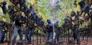 SE SOLICITAN 21 TRABAJADORES DE VIÑEDO (HOMBRES Y MUJERES), POCA EXPERIENCIA. PAGO $20.67 POR HORA Trabajadores de Viñedo Empleo de peón en Estados Unidos Viñedo en Estados Unidos Empleo en California Vineyard Workers Farmhand Jobs in the United States Vineyards