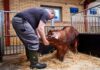 SE SOLICITAN 20 AYUDANTES PARA GRANJA DE CERDOS (MÍNIMA EXPERIENCIA), TURNO DE MAÑANA. BUEN PAGO POR HORA Ayudantes Para Granja de Cerdos en USA empleado para granja en Estados Unidos empleo en Iowa Pig Farm Helpers in the USA
