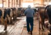 SE SOLICITA CUIDADOR DE FINCA GANADERA (SE PREFIERE EXPERIENCIA). PAGO $20.00 POR HORA + VIVIENDA Y EXCELENTE BENEFICIOS Cuidador de Finca Ganadera en USA empleo en Michigan Livestock Farm Caretaker in the USA job in Michigan