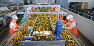 SE SOLICITAN ENVASADORES/AS DE CÍTRICOS PARA IMPORTANTE ALMACÉN (POCA EXPERIENCIA), JORNADA COMPLETA. BUEN SALARIO Envasadores de Cítricos en España Personal de almacén en Murcia Envasadores Citrus Packers in Spain Warehouse Staff in Murcia Packers