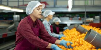 SE SOLICITA PERSONAL PARA ALMACÉN CITRÍCOLA (10 VACANTES), SE OFRECE BUENA REMUNERACIÓN Personal para Almacén Citrícola, Triadores de naranjas o cebollas Empleo en Valencia empleo de envasador en España Personnel for Citrus Warehouse Orange or Onion Pickers