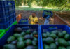 SE BUSCAN 5 RECOLECTORES/AS DE AGUACATES PARA FINCA AGRÍCOLA VÍA RANDSTAD EN COÍN, MÁLAGA (EXPERIENCIA EN EL CAMPO), HORARIO DE 8 A 16 H. PAGO DE 9,60 € POR HORA Recolectores de Cítricos Recolectores de Aguacate empleo de recolectores en Estados Unidos empleo sin experiencia en USA Field Workers Citrus Pickers Avocado