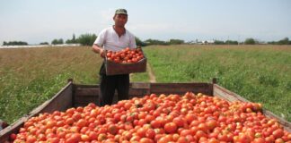 SE SOLICITAN RECOLECTORES DE TOMATE (POCA EXPERIENCIA), 65 VACANTES. PAGO $3195,2 AL MES + ALOJAMIENTO Recolectores de Tomate empleo de recolectores en Estados Unidos Tomato Pickers Picker Employment in the United States
