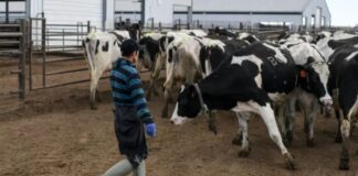SE NECESITA TRABAJADOR DE GRANJA LECHERA (MÍNIMA EXPERIENCIA), SE OFRECE EXCELENTE REMUNERACIÓN Y BENEFICIOS Trabajador de Granja Lechera en Canadá Empleado Para Rancho en Canadá empleo en Ontario Dairy Farm Worker in Canada, Ranch Employee in Canada, Employment in Ontario