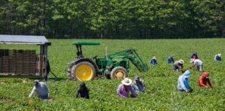 SE SOLICITAN 3 TRABAJADORES AGRÍCOLAS GENERALES, BUEN PAGO POR HORA. CONTRATO POR 10 MESES, CON POSIBILIDAD DE EXTENSIÓN Trabajadores Agrícolas Generales en USA Empleo en Floydada Empleo en Texas empleo sin experiencia en USA General Agricultural Workers in USA Employment in Floydada Employment in Texas