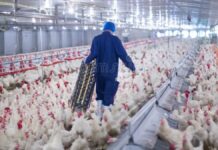 SE SOLICITAN TRABAJADORES/AS DE GRANJA AVÍCOLA (8 PUESTOS), NO REQUIERE EXPERIENCIA PREVIA. BUEN PAGO POR HORA Trabajadores de Granja Avícola en Canadá empleo en Ontario empleo sin experiencia en Canadá Poultry Farm Workers in Canada jobs in Ontario jobs without experience in Canada