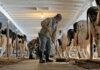 SE SOLICITAN 4 TRABAJADORES/AS DE GRANJA LECHERA (CON O SIN EXPERIENCIA), PAGO HASTA $4800 AL MES + ALOJAMIENTO Trabajadores de Granja Lechera empleo en Chilliwack empleo en Columbia Británica Empleo sin Experiencia en Canadá Dairy Farm Workers in Canada