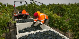 SE SOLICITAN 6 TRABAJADORES/AS DE VIÑEDO (NO REQUIERE EXPERIENCIA), TURNO DE MAÑANA. BUEN PAGO POR HORA Trabajadores de Viñedo en Virginia empleo sin experiencia en Estados Unidos empleo en Virginia Vineyard Workers in USA Employment in Virginia