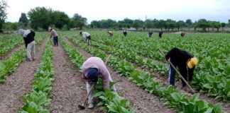 SE SOLICITA CAPATAZ AGRÍCOLA (MÍNIMA EXPERIENCIA), INCORPORACIÓN INMEDIATA. SE OFRECE BUEN SALARIO Y BENEFICIOS Capataz Agrícola peones agrícolas en España empleo en Fuerteventura empleo en Las Palmas Agricultural Foreman Farm Laborers in Spain