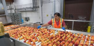 SE SOLICITAN OPERARIOS/AS DE ENVASADO Y MANIPULADO DE FRUTAS EN ALMACÉN (NO REQUIERE EXPERIENCIA), BUEN SALARIO Operarios de Envasado y Manipulado de Frutas Almacén de Frutas en España empleo sin experiencia en España empleo en Huelva Fruit Packaging and Handling Operators Fruit Warehouse in Spain