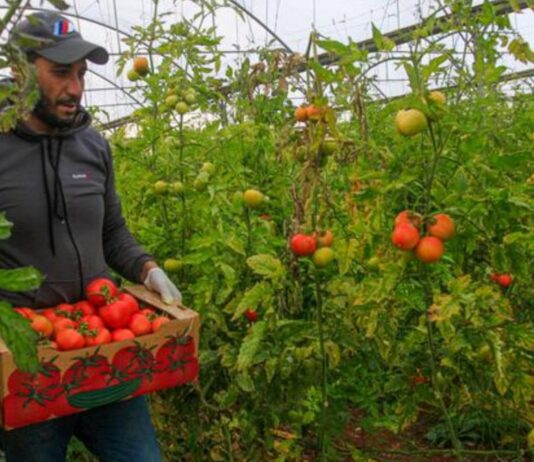 Peón Agrícola para invernaderos de tomates empleo sin experiencia en España Agricultural laborer for tomato greenhouses employment without experience in Spain