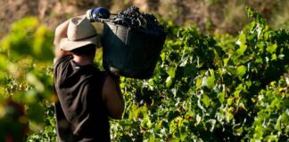 SE SOLICITA TRABAJADOR/A DE VIÑEDOS (CON O SIN EXPERIENCIA), JORNADA COMPLETA. CONTRATO ESTABLE, BUEN PAGO POR HORA Trabajador de Viñedos en Dayton, empleo en Minnesota empleo sin experiencia en USA Dayton Vineyard Worker Minnesota Jobs No Experience Jobs in the USA