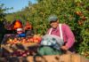 Trabajadores Generales de Granja siembra cultivo y recolección de frutas en Columbia Británica empleo sin experiencia en Canadá General Farm Workers Planting Cultivation and Fruit Harvesting
