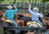 SE SOLICITAN 2 AYUDANTES DE RANCHO PARA EL MANEJO DE GANADO Y MANTENIMIENTO (NO REQUIERE EXPERIENCIA), PAGO $18.50 POR HORA Y POSIBILIDAD DE ALOJAMIENTO Ayudantes de Rancho en Colorado Rancho de Ganado en USA empleo sin experiencia en USA Ranch Helpers in Colorado Employment without experience in the USA