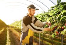 SE BUSCAN 44 TRABAJADORES/AS AGRÍCOLAS DE CULTIVO PARA DBJ HARVESTING EN HARTSFIELD, GEORGIA (2 MESES DE EXPERIENCIA, H-2A TEMPORAL), 35 HORAS SEMANALES. PAGO DE $12.57 POR HORA Peones Agrícolas cosecha y empaque de frutas y verduras en USA empleo en Carolina del Norte Farmworkers harvesting and packing fruits and vegetables in North Carolina