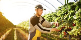 SE SOLICITAN PEONES AGRÍCOLAS (POCA EXPERIENCIA), PARA COSECHA Y EMPAQUE DE FRUTAS Y VERDURAS. TURNO DE MAÑANA Peones Agrícolas cosecha y empaque de frutas y verduras en USA empleo en Carolina del Norte Farmworkers harvesting and packing fruits and vegetables in North Carolina