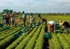 SE SOLICITA TRABAJADOR DE COSECHA CON O SIN EXPERIENCIA (SE ENTRENARÁ), CONTRATO PERMANENTE. PAGO $17.40 POR HORA Trabajador de Cosecha en Canadá Empleo sin experiencia en Canadá empleo en Columbia Británica Harvest Worker in Canada Jobs without experience