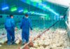 SE SOLICITA TRABAJADOR DE GRANJA AVÍCOLA (POCA EXPERIENCIA), PAGO $17.20 POR HORA + ALOJAMIENTO Y BENEFICIOS Trabajador para granja avicola en Canadá Granja de aves Poultry farm worker in Canada empleo en Onatrio employment in Ontario