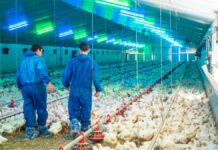 SE SOLICITA TRABAJADOR DE GRANJA AVÍCOLA (POCA EXPERIENCIA), PAGO $17.20 POR HORA + ALOJAMIENTO Y BENEFICIOS Trabajador para granja avicola en Canadá Granja de aves Poultry farm worker in Canada empleo en Onatrio employment in Ontario