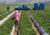 SE PRECISAN TRABAJADORES/AS AGRÍCOLAS (4 VACANTES), LABORES GENERALES DE CAMPO. BUEN SALARIO Y BENEFICIOS Trabajadores Agrícolas Labores Generales de Campo en España empleo en Castellón Agricultural Workers General Field Work in Spain employment in Castellón