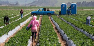 SE PRECISAN TRABAJADORES/AS AGRÍCOLAS (4 VACANTES), LABORES GENERALES DE CAMPO. BUEN SALARIO Y BENEFICIOS Trabajadores Agrícolas Labores Generales de Campo en España empleo en Castellón Agricultural Workers General Field Work in Spain employment in Castellón