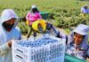 SE SOLICITAN TRABAJADORES AGRÍCOLAS, CONTRATO PARA LA TEMPORADA DE ARÁNDANOS. TURNO DE MAÑANA, BUEN PAGO Trabajadores Agrícolas temporada de arándanos 2025 en USA empleo en Nueva Jersey Farmworkers in the 2025 blueberry season in the USA employment in New Jersey