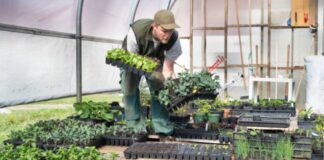SE SOLICITAN 7 TRABAJADORES EN VIVERO DE PLANTAS (HOMBRES Y MUJERES), NO REQUIERE EXPERIENCIA. PAGO $17.84 POR HORA, 40 HORAS SEMANALES Trabajadores en Vivero de Plantas en USA empleo en Lindon empleo en Utah empleo sin experiencia en Estados Unidos Plant Nursery Workers in the USA jobs in Utah