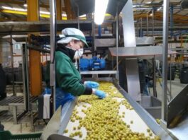 Fábrica de Aceitunas Operarios Fábrica de Aceitunas Trabajo sin experiencia en España Olive Factory Workers Jobs Without Experience in Spain job
