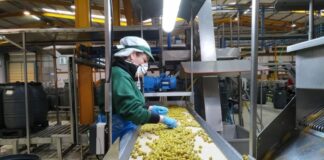 SE SOLICITAN OPERARIOS/AS PARA FÁBRICA DE ACEITUNAS (NO REQUIERE EXPERIENCIA), TURNOS ROTATIVOS. INCORPORACIÓN INMEDIATA Fábrica de Aceitunas Operarios Fábrica de Aceitunas Trabajo sin experiencia en España Olive Factory Workers Jobs Without Experience in Spain job