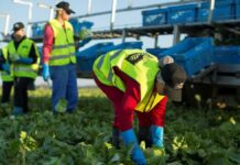 Ofertas de Empleo en el Sector Agrícola en España con Contrato y Alojamiento Agrícola trabajo agrícola España empleo con alojamiento empleo para extranjeros Agricultural work in Spain employment with accommodation