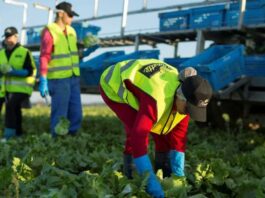 Agrícola trabajo agrícola España empleo con alojamiento empleo para extranjeros Agricultural work in Spain employment with accommodation