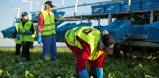 Ofertas de Empleo en el Sector Agrícola en España con Contrato y Alojamiento Agrícola trabajo agrícola España empleo con alojamiento empleo para extranjeros Agricultural work in Spain employment with accommodation