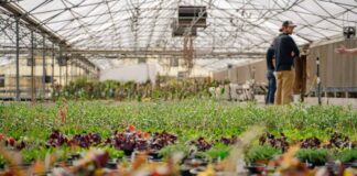 SE BUSCAN 12 AYUDANTES PARA VIVERO DE PLANTAS (HOMBRES Y MUJERES), NO REQUIERE EXPERIENCIA. PAGO ENTRE $18.15 A $24.34 POR HORA Vivero Ayudantes para Vivero de Plantas en USA Nursery Assistants for Plant Nursery in the USA