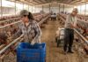 SE BUSCA TRABAJADOR DE GRANJA AVÍCOLA CON O SIN EXPERIENCIA (PRODUCCIÓN DE AVES Y HUEVOS), PAGO $20.00 POR HORA Trabajador de Granja Avícola Empleado Para Rancho en Canadá Empleo sin experiencia Poultry Farm Worker Ranch Employee in Canada Empleos Urgentes