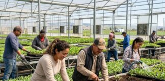 SE SOLICITAN PEONES/AS AGRÍCOLAS (CULTIVOS, VIVEROS E INVERNADEROS), TURNO DE MAÑANA. BUEN PAGO POR HORA Peones Agricolas en Estados Unidos Trabajo en Viveros e Invernaderos en USA jobs farm workers Empleos Urgentes