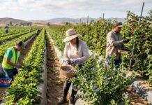 SE SOLICITAN TRABAJADORES DE CAMPO (NO REQUIERE EXPERIENCIA). TURNO DE MAÑANA, PAGO $19.75 POR HORA Trabajadores de campo en Estados Unidos recoleccion de bayas farm workers USA jobs Empleos Urgentes