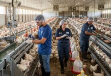 SE NECESITAN TRABAJADORES PARA GRANJA AVÍCOLA (HOMBRES Y MUJERES), POCA EXPERIENCIA. 40 HORAS SEMANALES, BUEN PAGO Trabajadores para granja avicola en Estados Unidos USA jobs poultry farm ofertas de empleos en USA Empleos Urgentes
