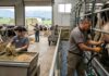 SE SOLICITAN TRABAJADORES/AS DE GRANJA LECHERA (5 VACANTES), CON O SIN EXPERIENCIA. SE OFRECE ALOJAMIENTO Y SALARIO HASTA $ 4176,00 AL MES Trabajadores para granja lechera en canadá farm workers Canadá jobs empleo en Canada empleo en Columbia Británica Empleos Urgentes