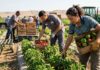 SE SOLICITAN 5 PEONES/AS AGRÍCOLAS (NO REQUIERE EXPERIENCIA PREVIA), 1ER TURNO. BUEN SUELDO, CONTRATO DE TEMPORADA Agrícolas en Estados Unidos USA jobs empleo de agrícola en Estados Unidos USA jobs empleos en USA farm workers Empleos Urgentes