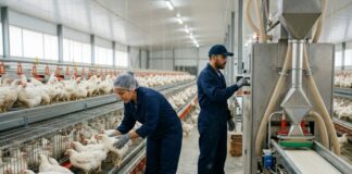 SE SOLICITAN OPERARIOS/AS PARA GRANJA AVÍCOLA (NO SE REQUIERE EXPERIENCIA PREVIA), 3 VACANTES. JORNADA COMPLETA, TURNOS ROTATIVOS Operarios de granja avicola Poultry farm Trabajadores avícolas en España Empleos en España Empleos Urgentes
