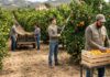 SE PRECISAN PEONES AGRÍCOLAS PARA FINCA DEL SECTOR CITRÍCOLA (POCA EXPERIENCIA), CONTRATO POR CAMPAÑA. BUEN PAGO POR HORA Peones agrícolas para finca del sector citricola en España Farm workers granja de citricos en España farm workers spain jobs Empleos Urgentes