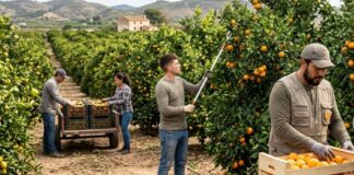 SE PRECISAN PEONES AGRÍCOLAS PARA FINCA DEL SECTOR CITRÍCOLA (POCA EXPERIENCIA), CONTRATO POR CAMPAÑA. BUEN PAGO POR HORA Peones agrícolas para finca del sector citricola en España Farm workers granja de citricos en España farm workers spain jobs Empleos Urgentes