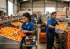 SE SOLICITAN ENVASADORES/AS DE CÍTRICOS PARA IMPORTANTE ALMACÉN (POCA EXPERIENCIA), JORNADA COMPLETA. BUEN SALARIO Envasadores de Cítricos en España Personal de almacén en Murcia Envasadores Citrus Packers in Spain Warehouse Staff in Murcia Packers Empleos Urgentes
