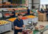 SE SOLICITAN ENVASADORES/AS PARA ALMACÉN DE FRUTAS Y VERDURAS (MÍNIMA EXPERIENCIA), BUEN SALARIO Y BENEFICIOS Envasadores para almacen de frutas y verduras en España spain jobs fruit packers warehouse operators Empleos en España Empleos Urgentes
