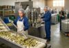 SE SOLICITAN OPERARIOS/AS PARA FÁBRICA DE ACEITUNAS (NO REQUIERE EXPERIENCIA), TURNOS ROTATIVOS. INCORPORACIÓN INMEDIATA Operarios Fábrica de Aceitunas Operarios Fábrica de Aceitunas Trabajo sin experiencia en España Olive Factory Workers Jobs Without Experience in Spain job Empleos Urgentes