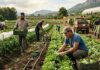 SE BUSCAN 30 PEONES/AS AGRÍCOLAS PARA FINCA HORTOFRUTÍCOLA EN ADEJE, TENERIFE (SE VALORA EXPERIENCIA), CONTRATO INDEFINIDO. SALARIO DE 18.000 A 20.000 € AL AÑO Peones Agrícolas peones agrícolas en España empleo en Montblanc empleo en Tarragona Agricultural Laborers agricultural laborers in Spain Empleos Urgentes