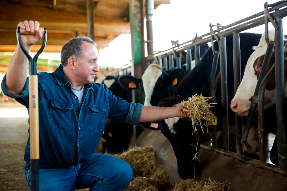 SE SOLICITAN 18 TRABAJADORES GANADEROS (CON O SIN EXPERIENCIA), PAGO $17.84 POR HORA + BONIFICACIONES SEGÚN RENDIMIENTO + ALOJAMIENTO Trabajadores Ganaderos en USA empleo sin experiencia en EE.UU. Rancho en Colorado Livestock Workers in the USA employment without experience in the USA Ranch in Colorado usa