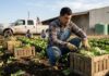 SE SOLICITAN 30 TRABAJADORES AGRÍCOLAS PARA LABORES DE SIEMBRA Y COSECHA (POCA EXPERIENCIA). 35 HORAS SEMANALES, PAGO $19.75 POR HORA + BONOS Y ALOJAMIENTO Trabajadores agrícolas en Estados Unidos USA jobs farm workers empleo con alojamiento en Estados Unidos Farm workers USA jobs Empleos Urgentes